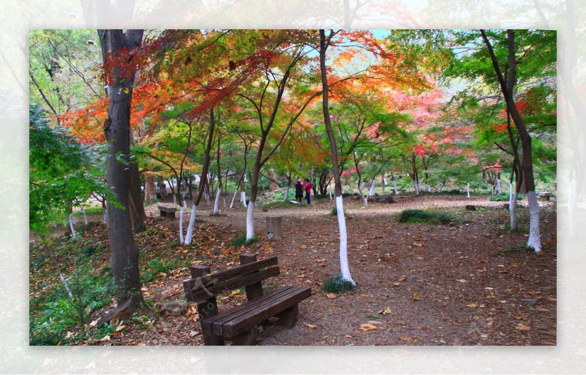 栖霞山红叶栖霞古寺