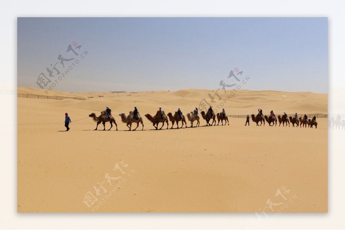库布齐沙漠驼队