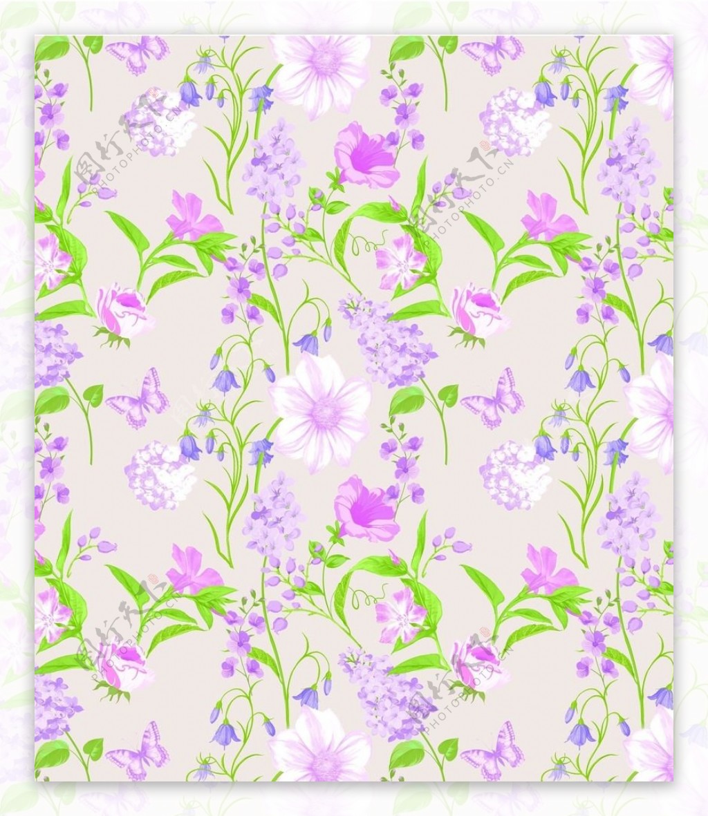 蝴蝶紫花