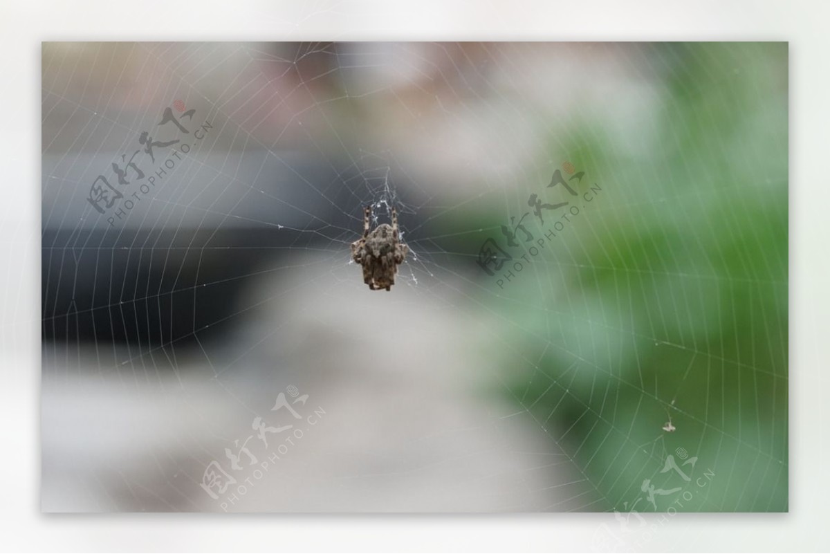 高清灰色蜘蛛蜘蛛网