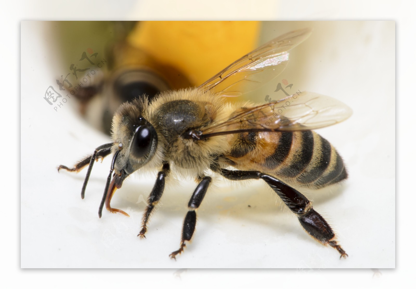 昆虫之美™ 女王蜂&工蜂|摄影|风光摄影|大洲与积田_原创作品-站酷ZCOOL