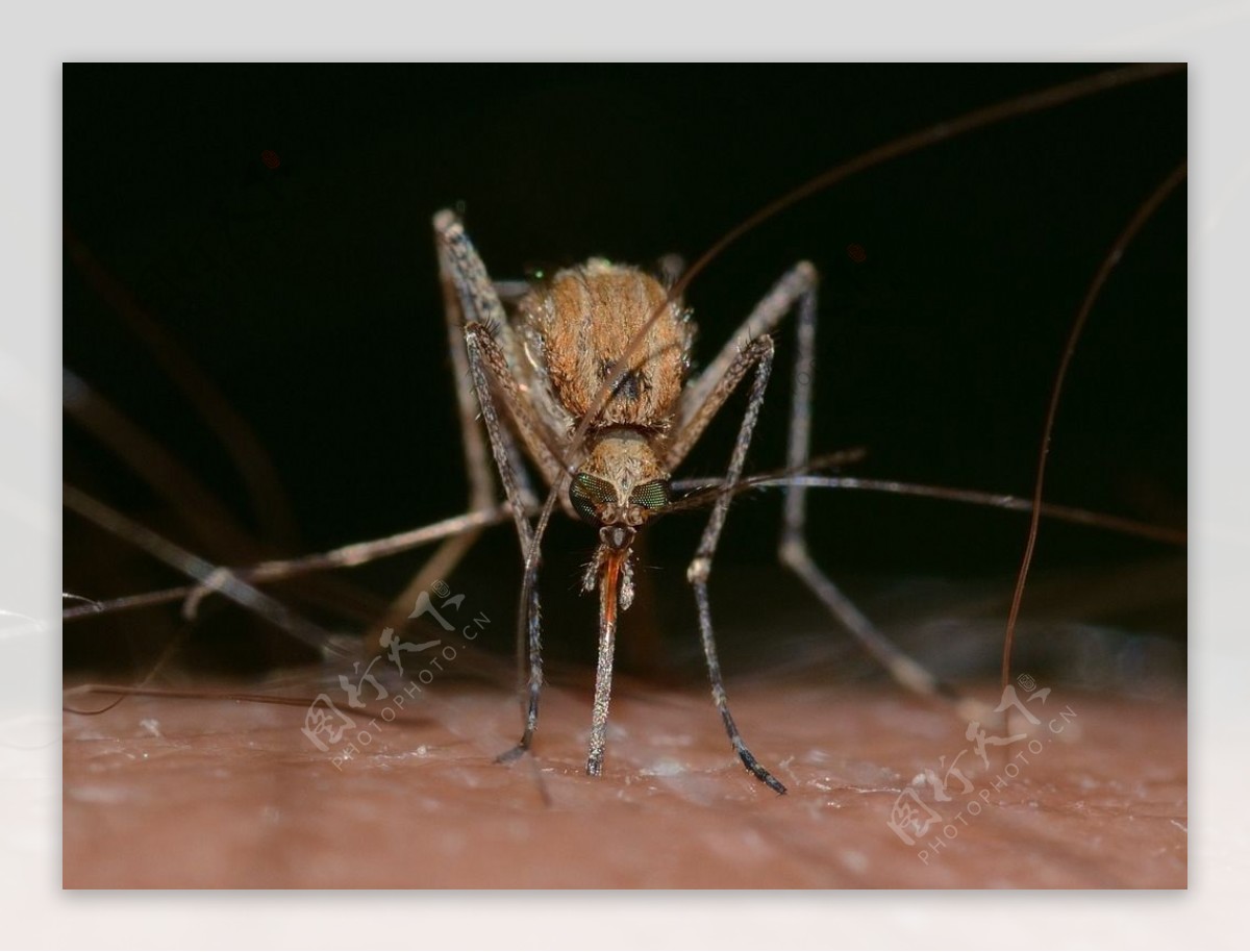 蚊子吸人血的画面