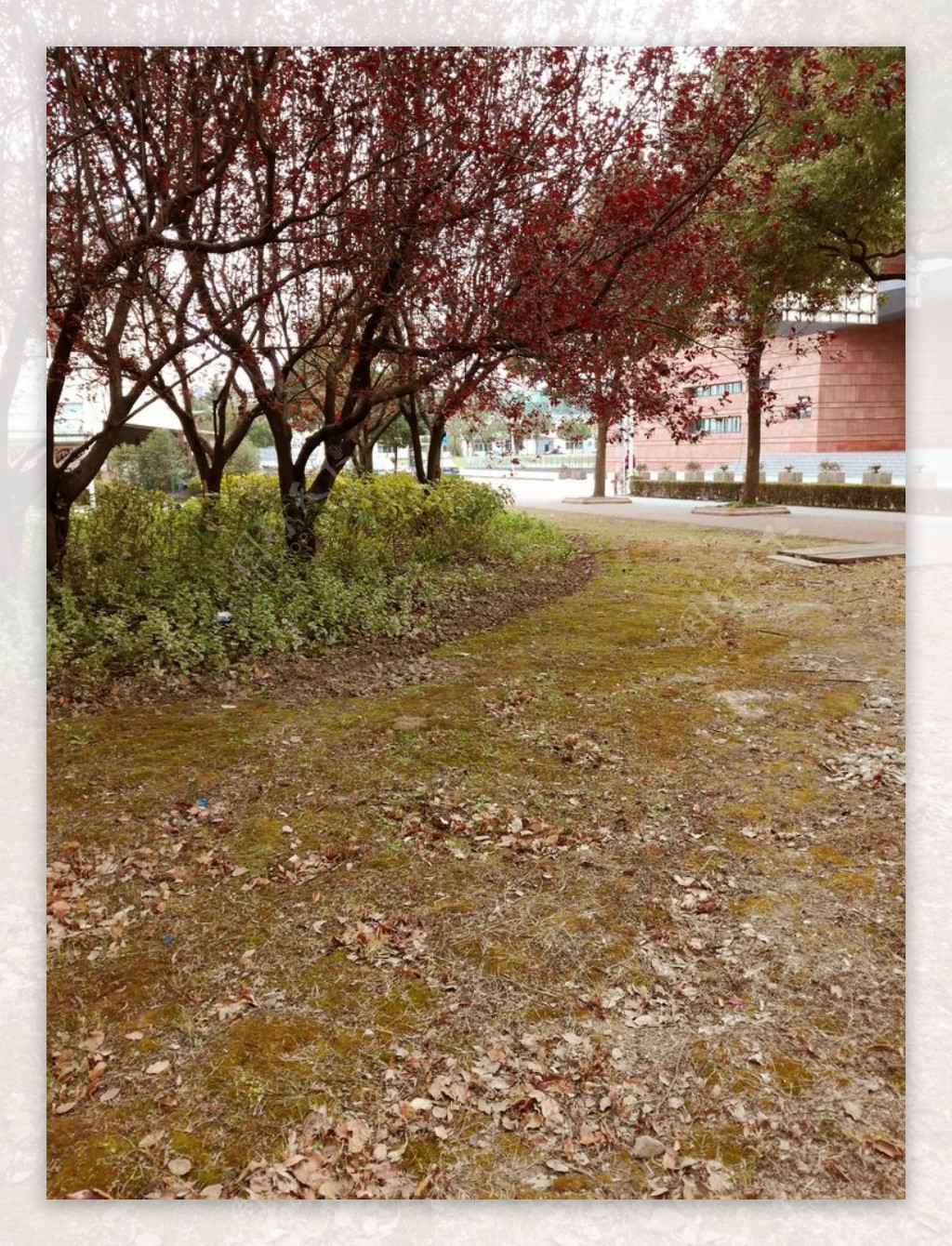 交通大学一角树木落叶