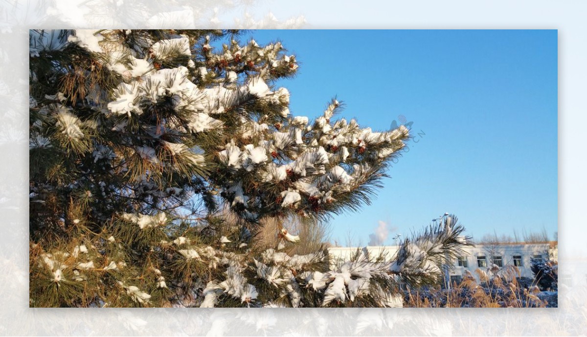 松树枝叶上的雪