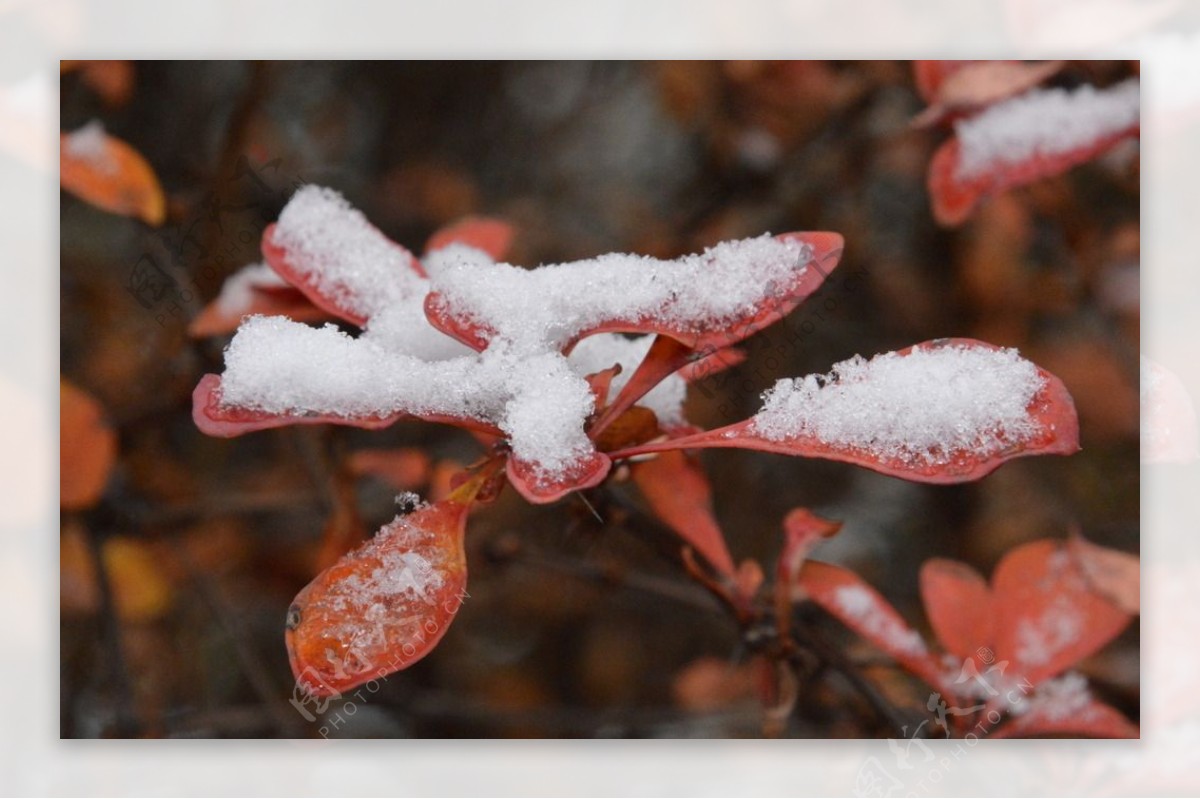 红叶初雪