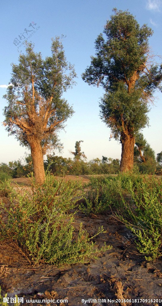 胡杨树