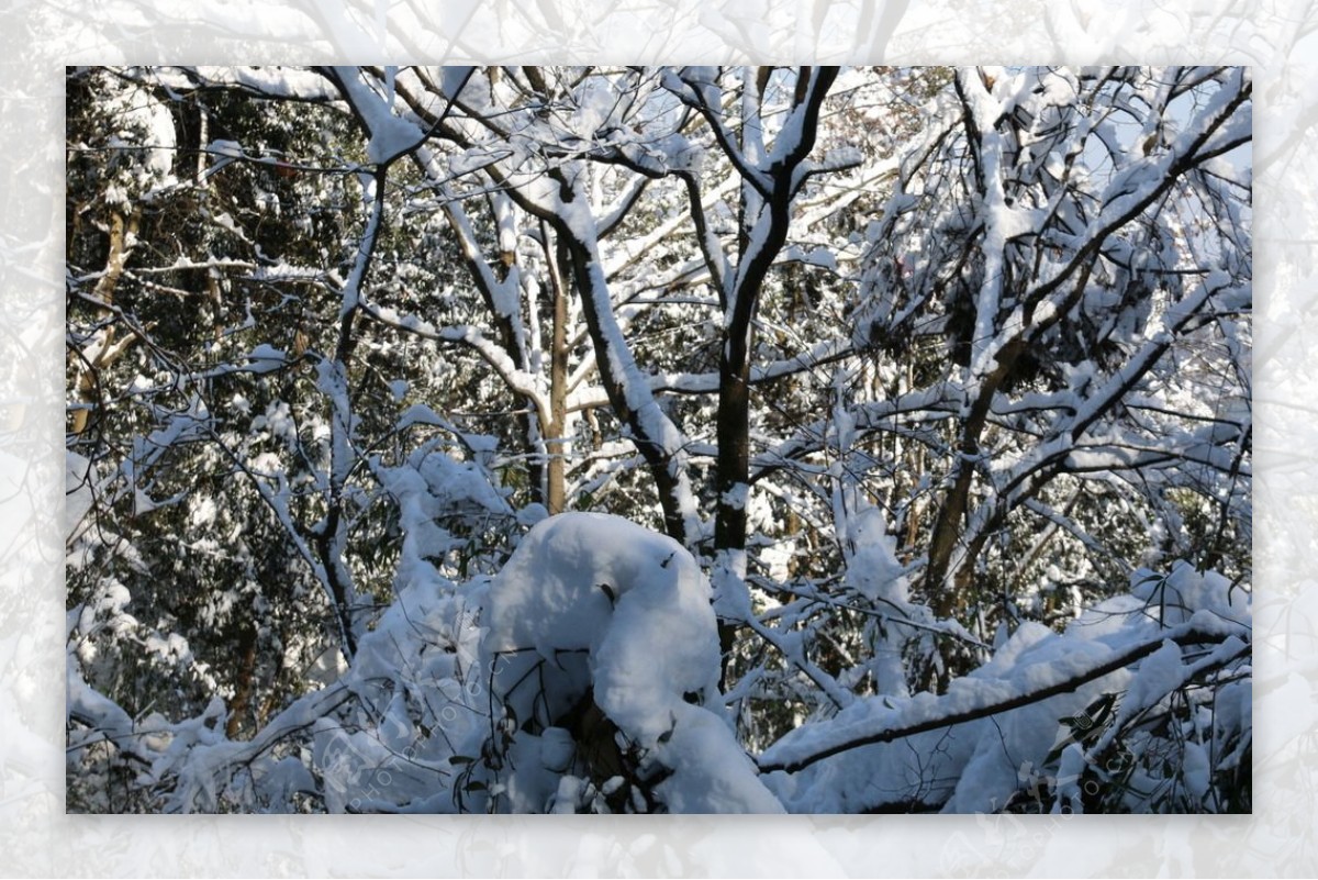 树木与雪