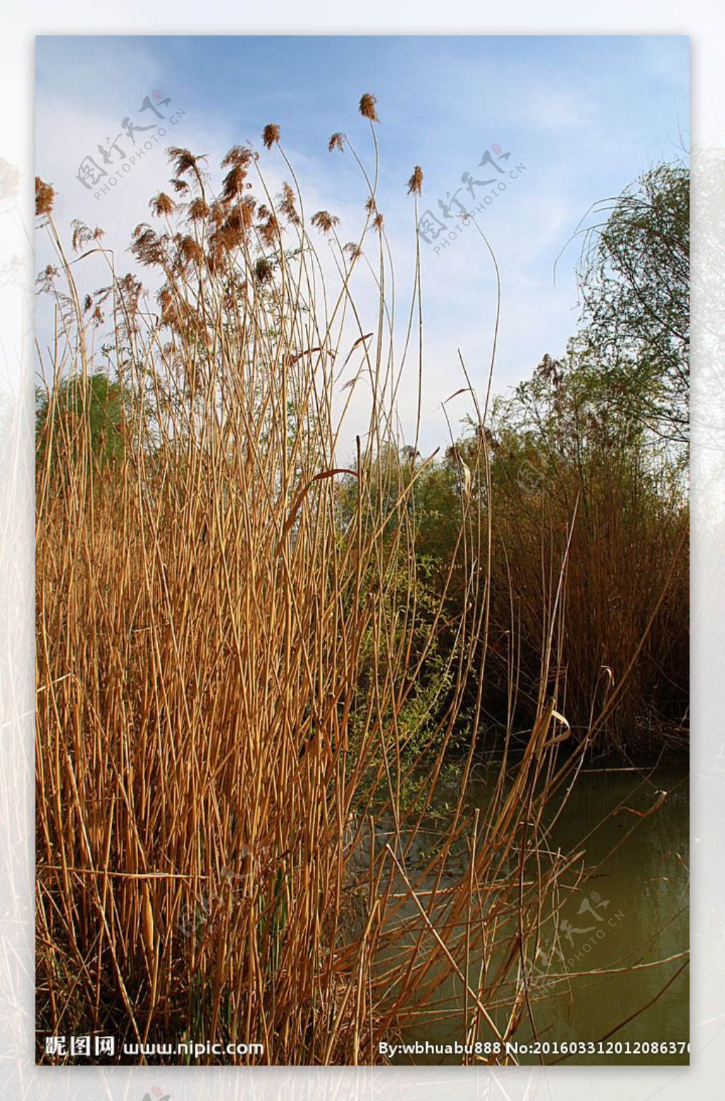 西安浐灞湿地公园芦苇