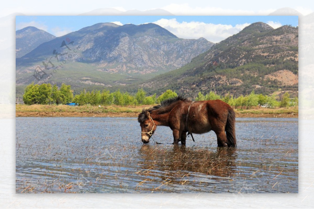 马在湖中吃水草