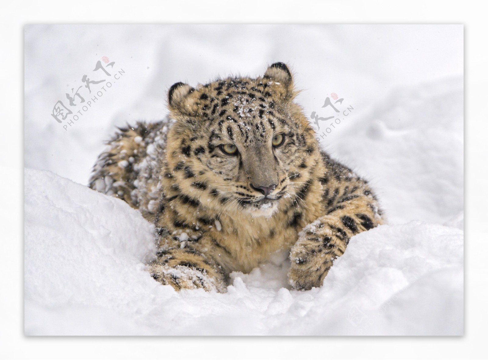 下载手机图片:动物, 雪豹，免费10428。
