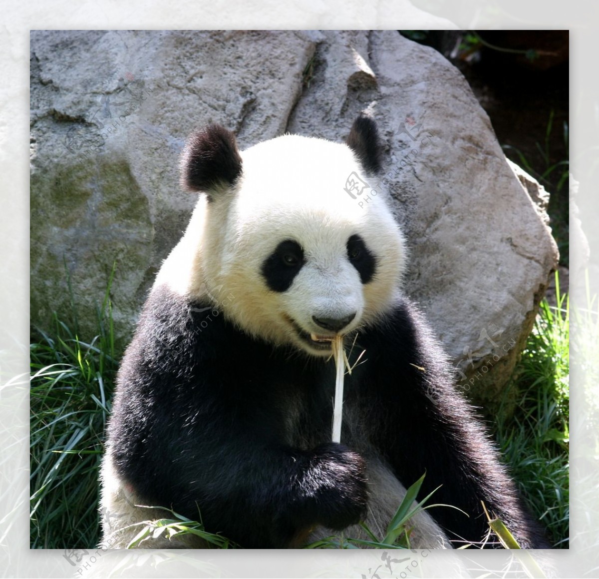 熊猫四川熊猫基地国宝大熊