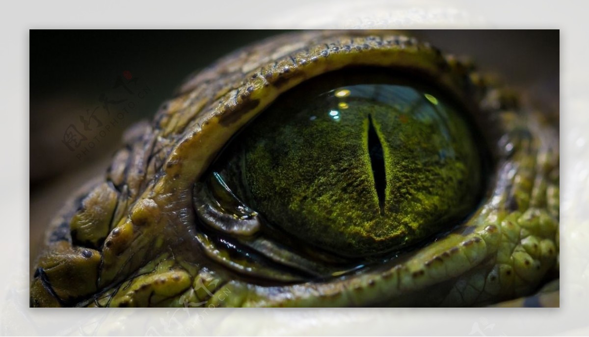 鳄鱼眼睛高清摄影