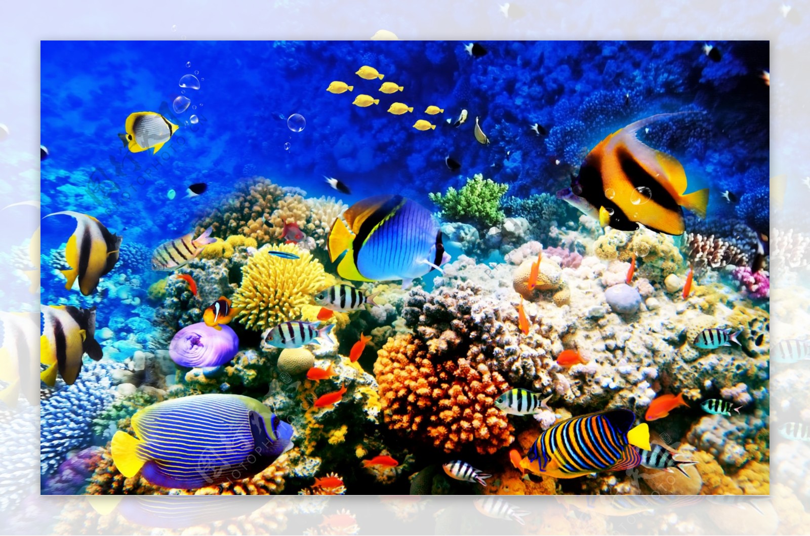3D海底世界热带鱼群浴室地板