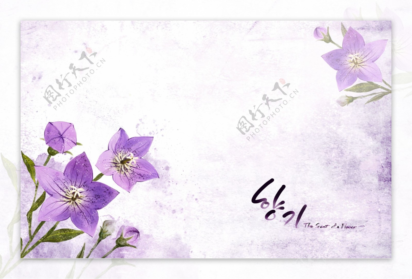 紫色小花朵桔梗