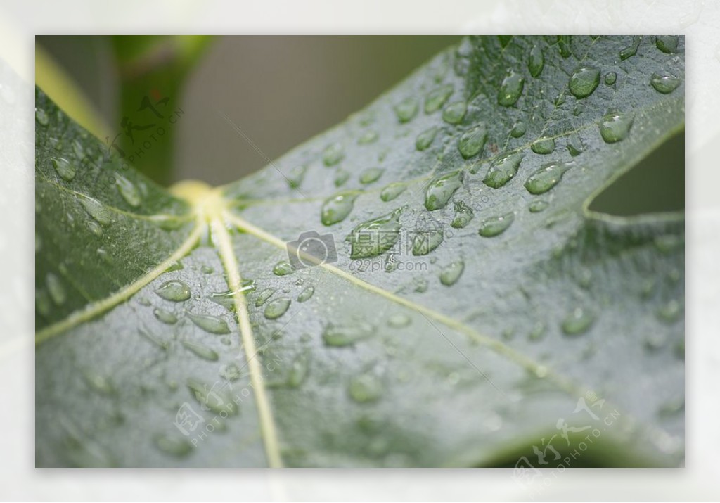 水树叶雨滴一滴的水绿色滴特写镜头