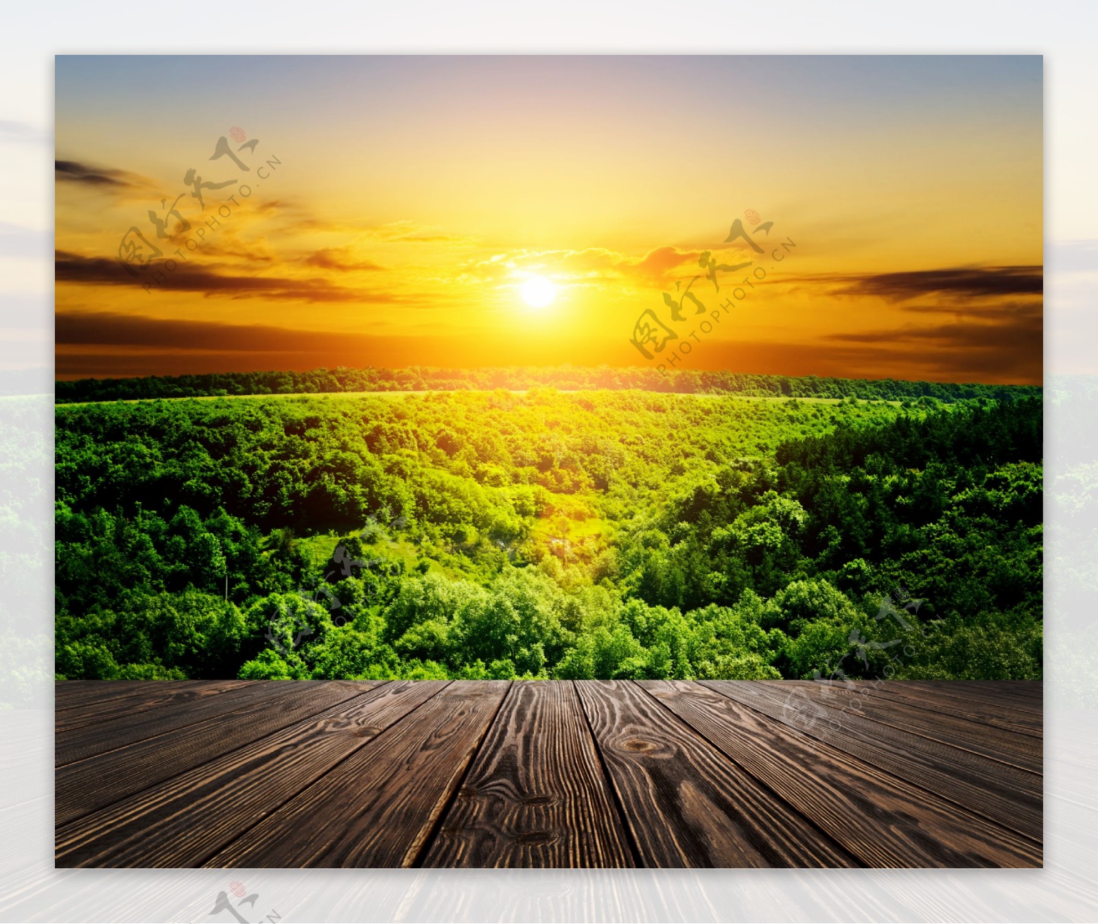 阳光森林与木板背景图片