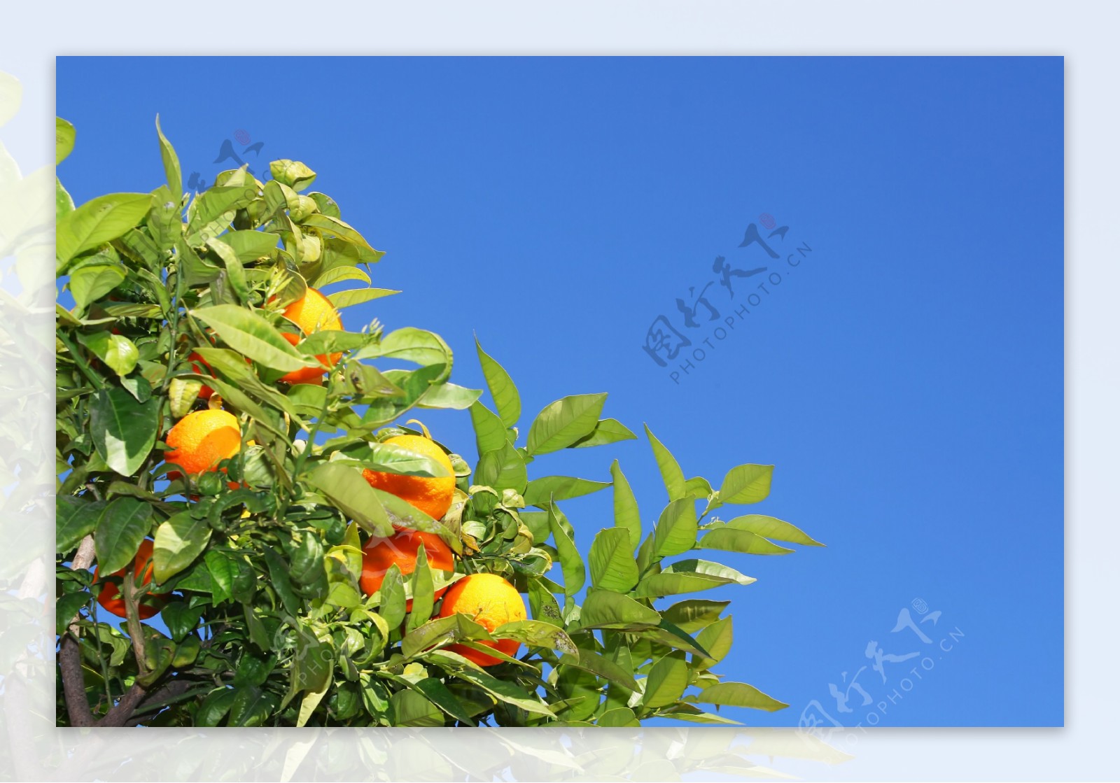 树上的水果摄影图片
