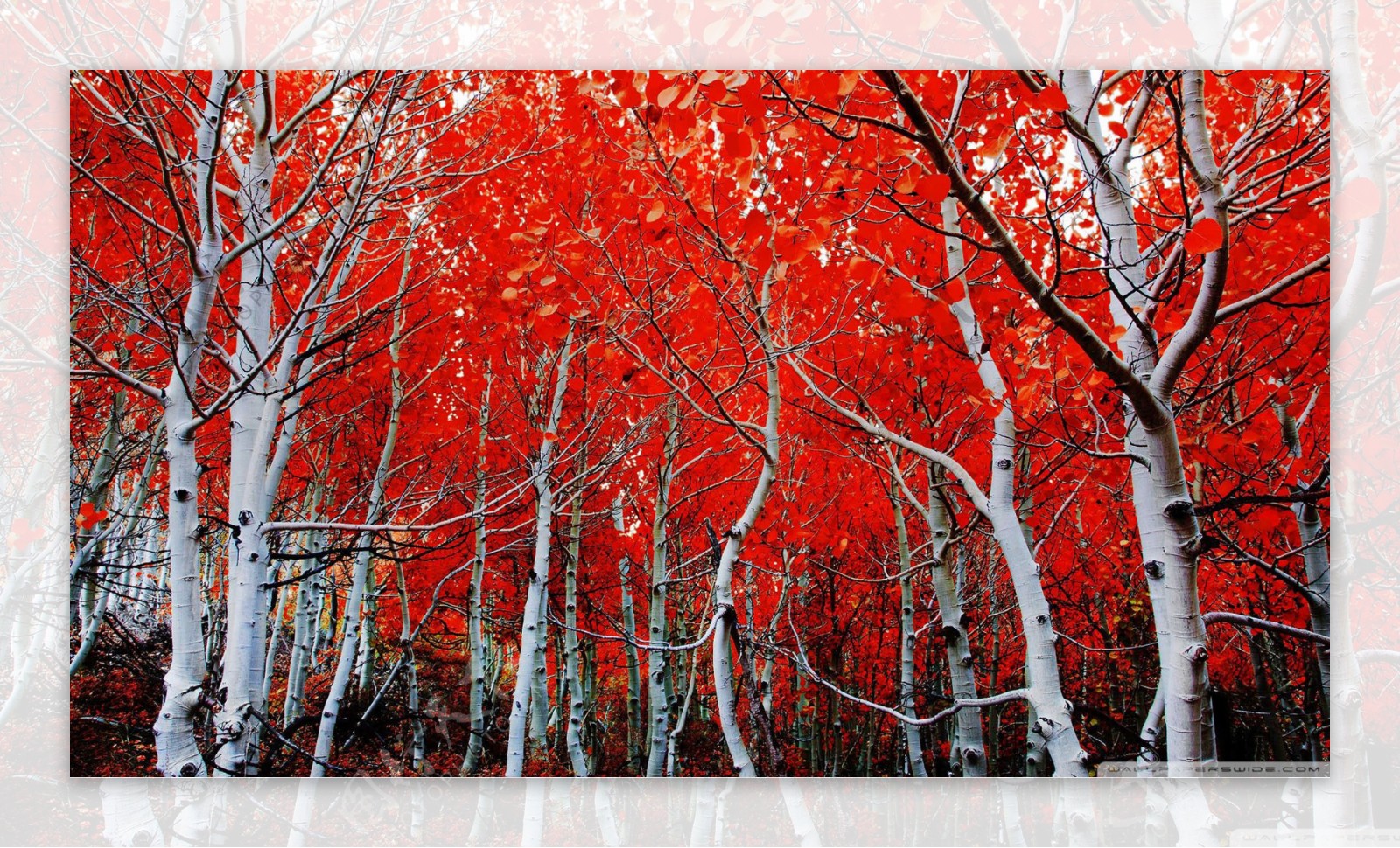 山脉红树林
