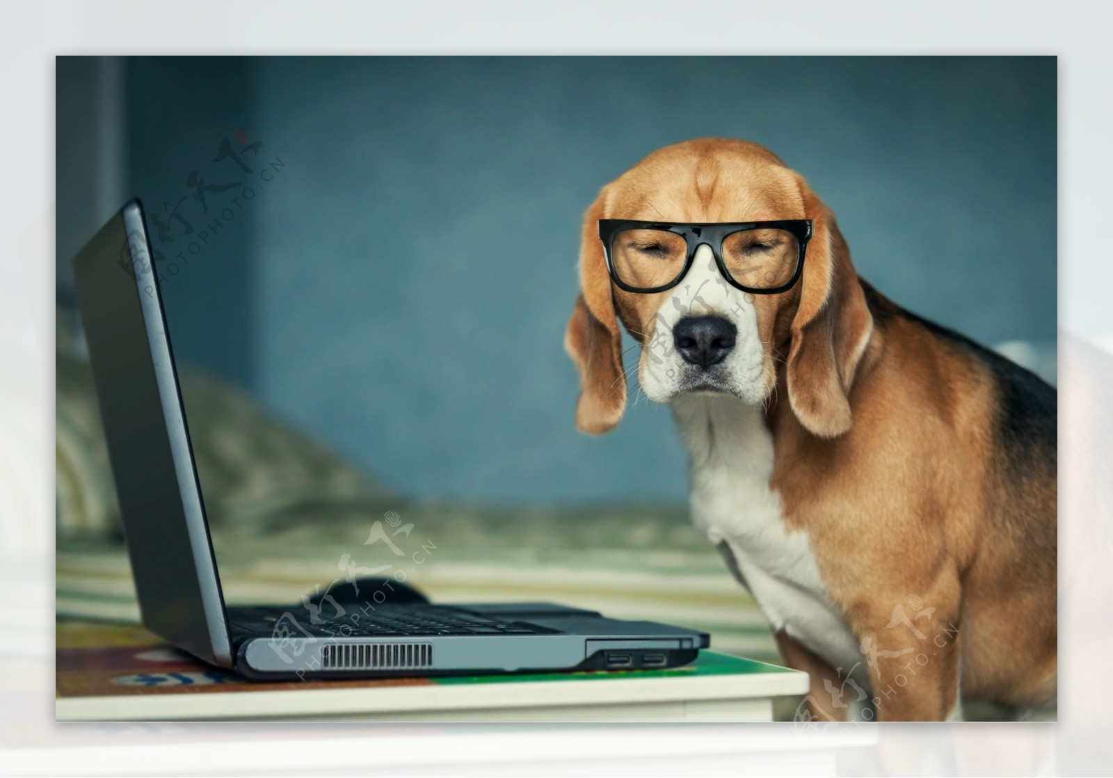 戴眼镜的小狗与笔记本电脑图片