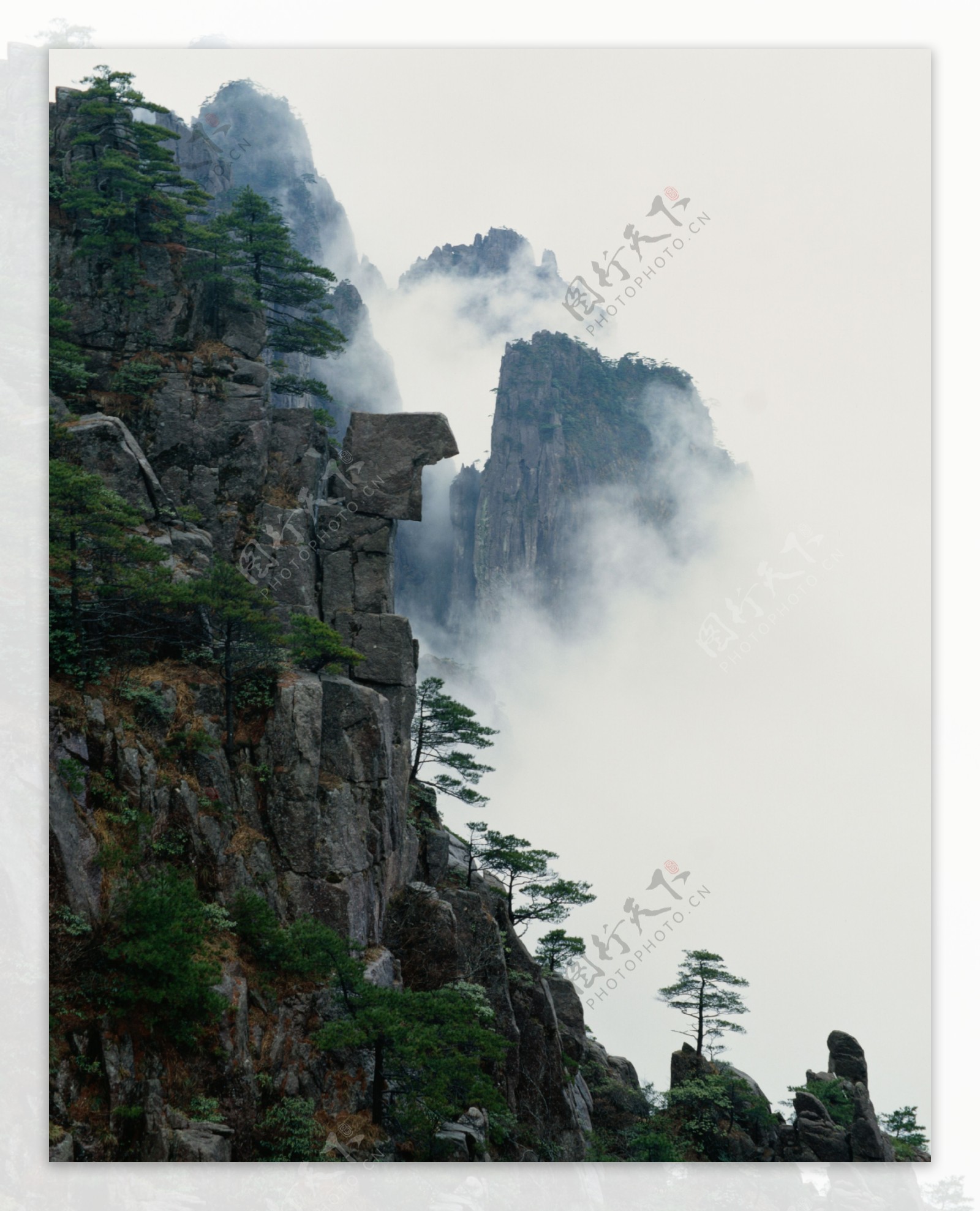 高山松树自然景观图片