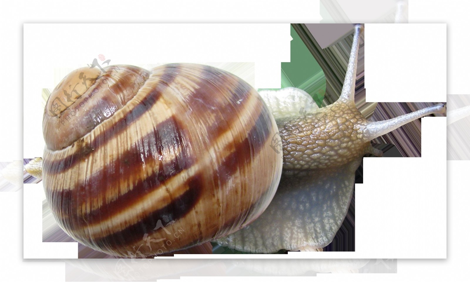 蜗牛照片免抠png透明图层素材