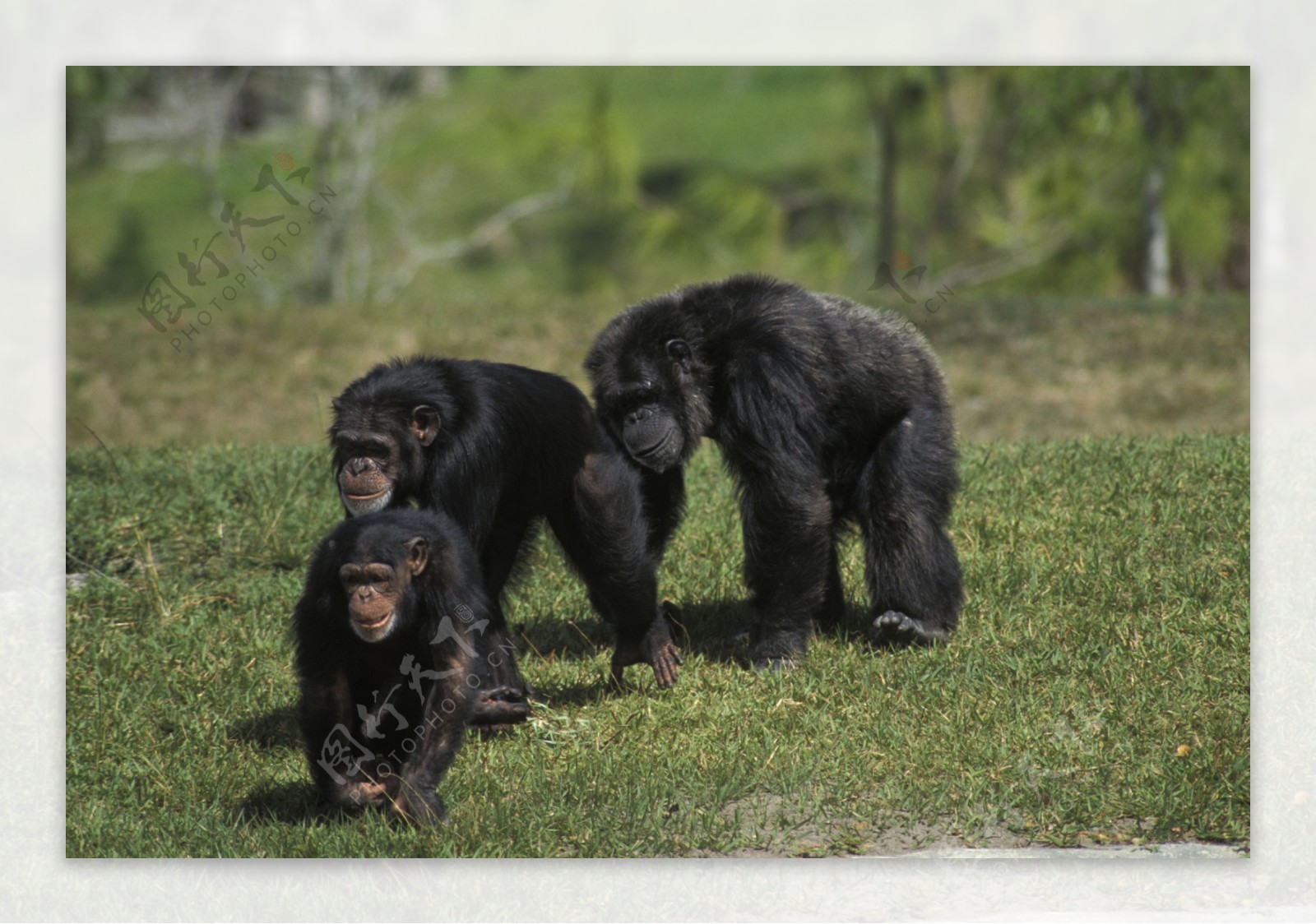 三只黑猩猩图片