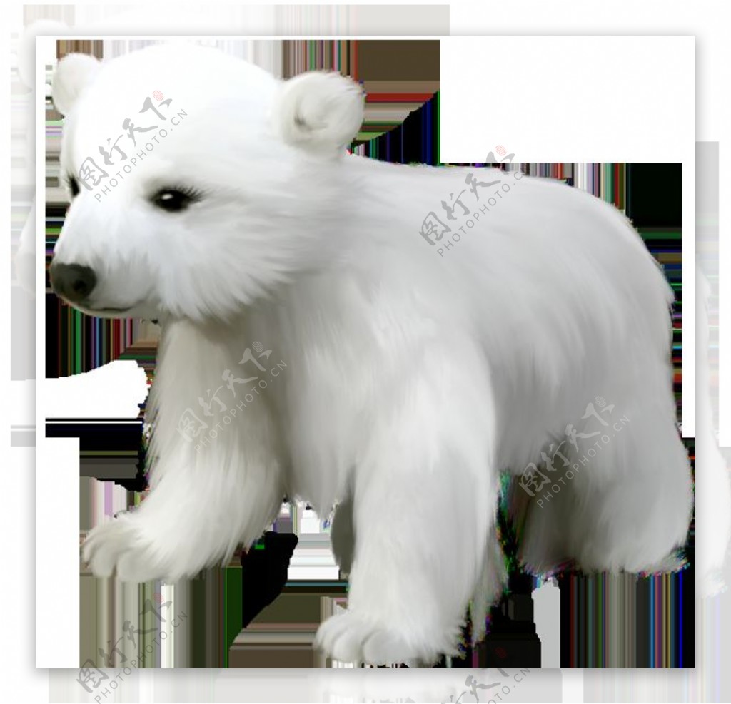 可爱的小北极熊免抠png透明图层素材
