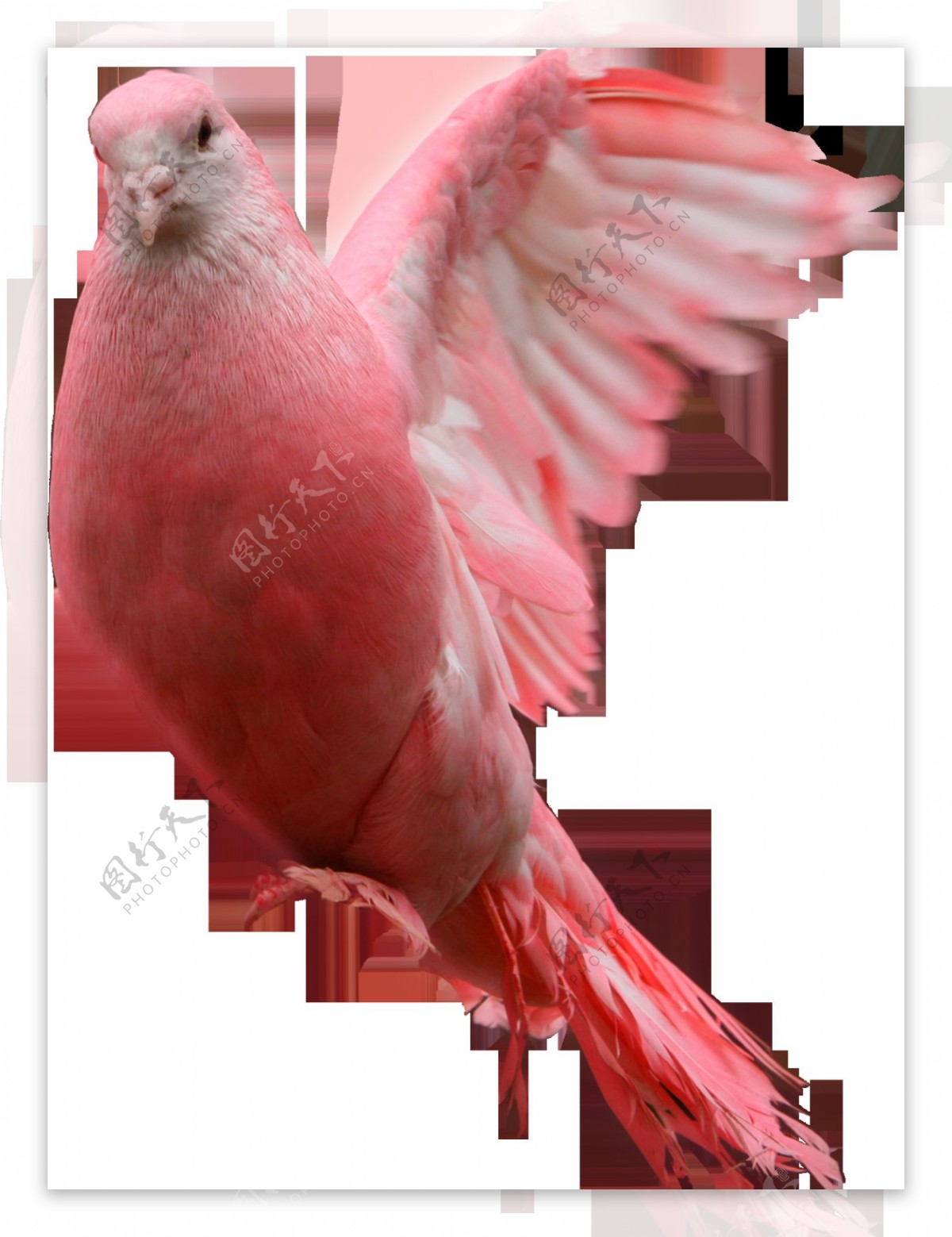 红色的鸽子免抠png透明图层素材