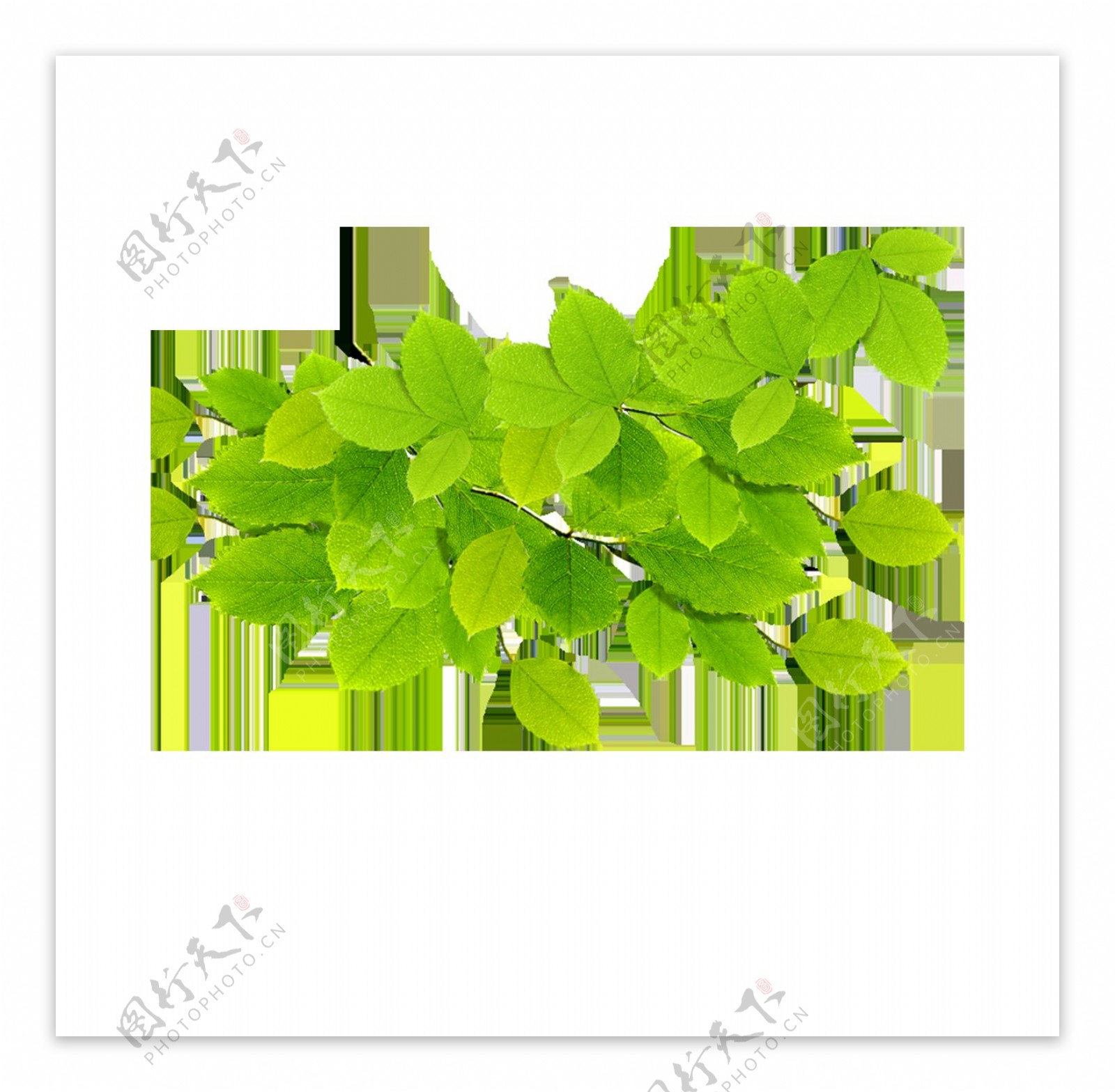 绿色树叶png透明元素