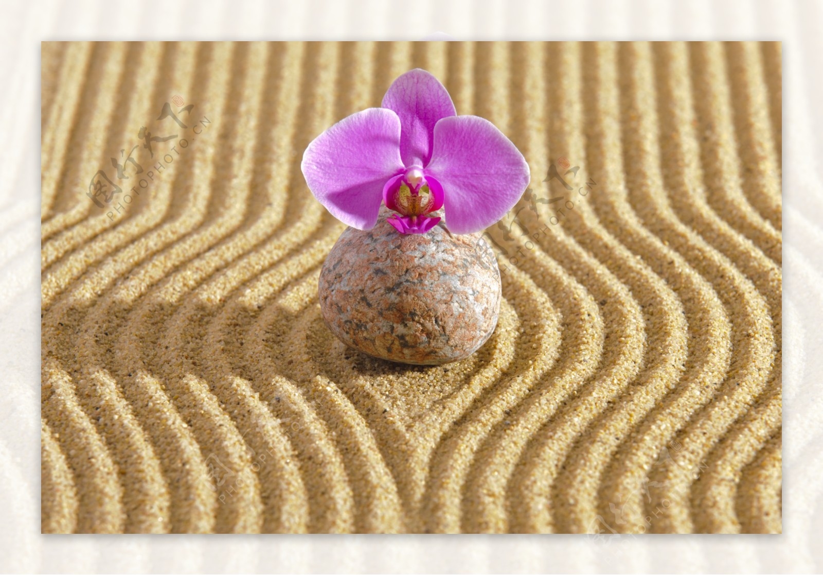 沙漠上的鹅卵石和蝴蝶兰图片