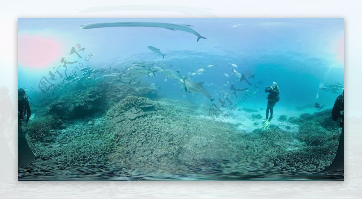 大堡礁海豚群VR视频