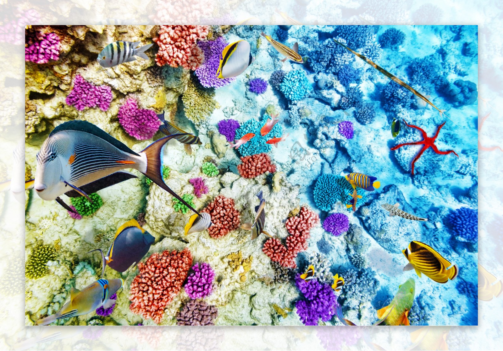 五彩珊瑚和游鱼图片