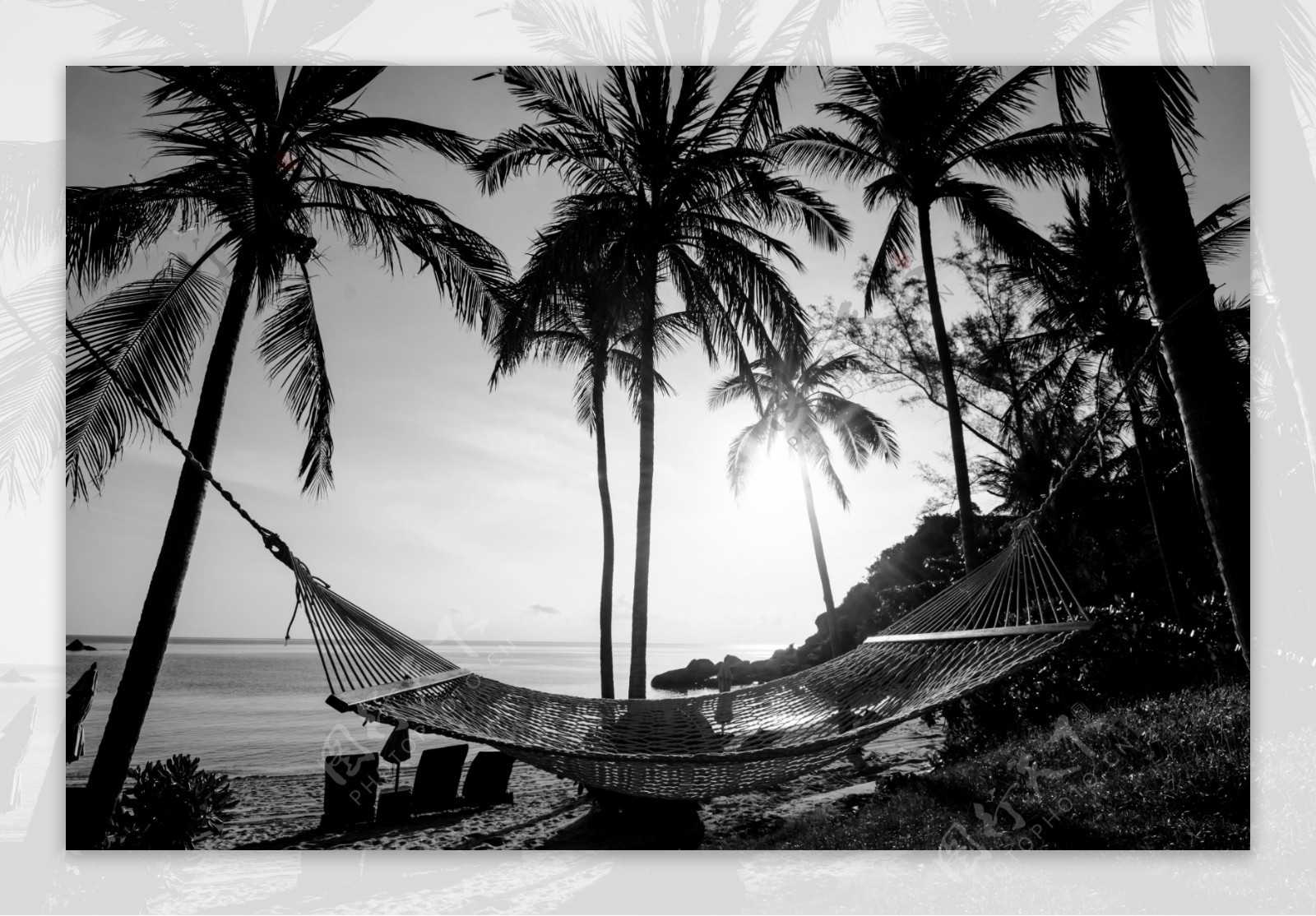 椰树吊床风景图片