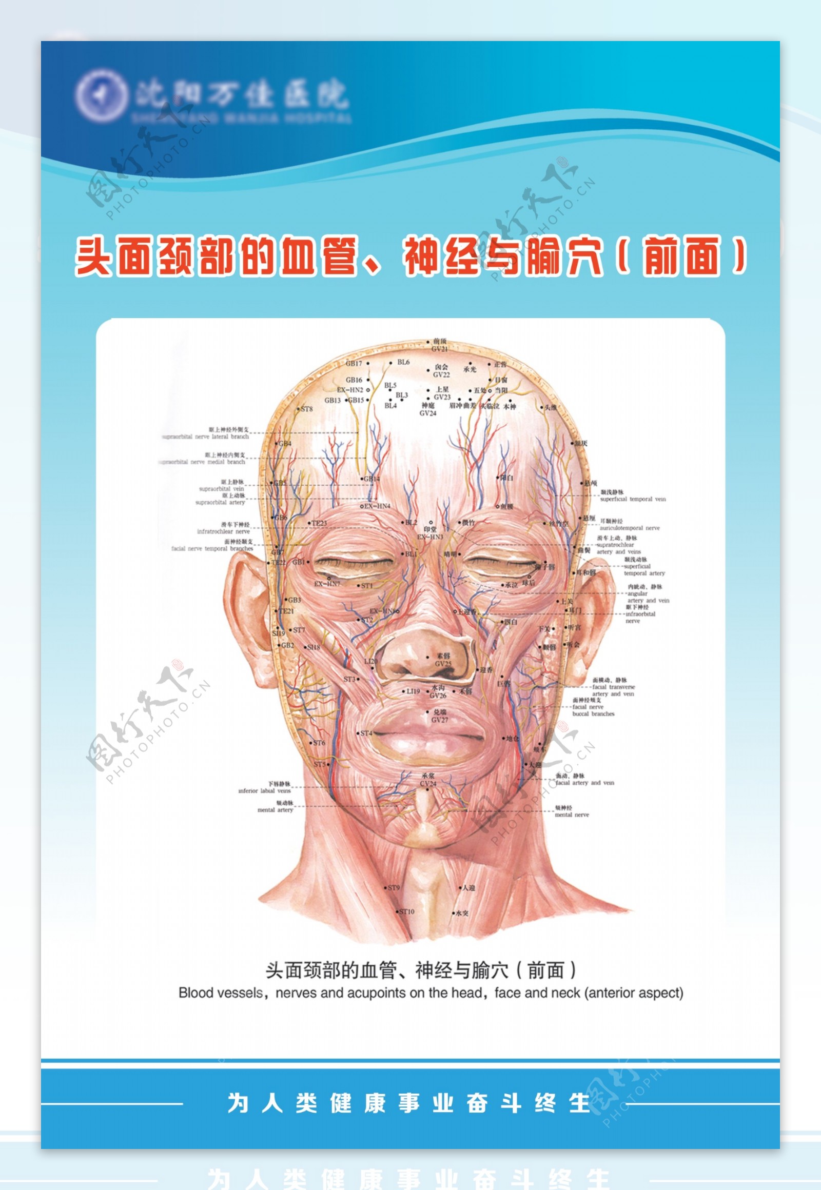 医疗人体科室挂图头面颈部的血管前面