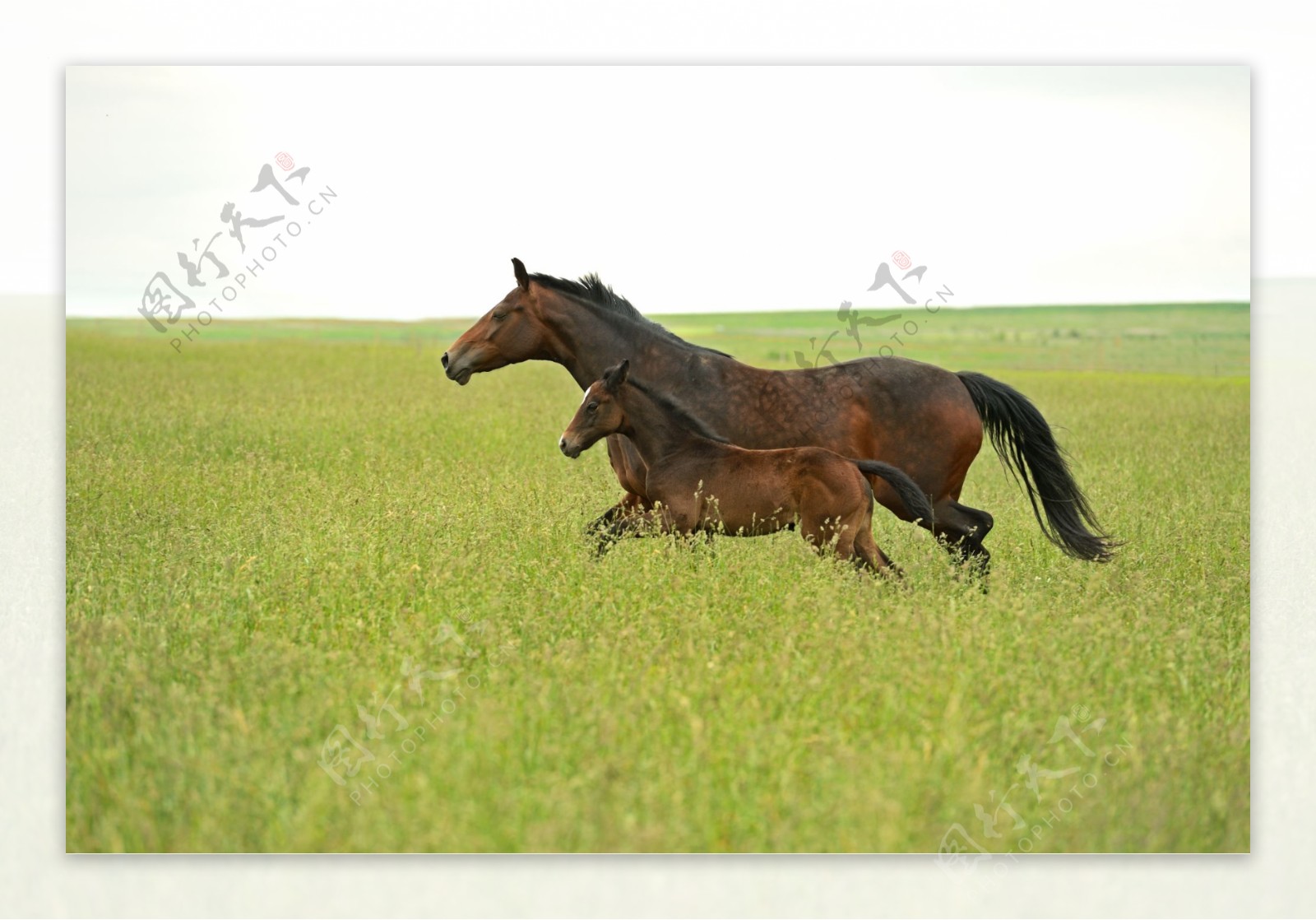 走在绿草的马驹高清摄影大图-千库网