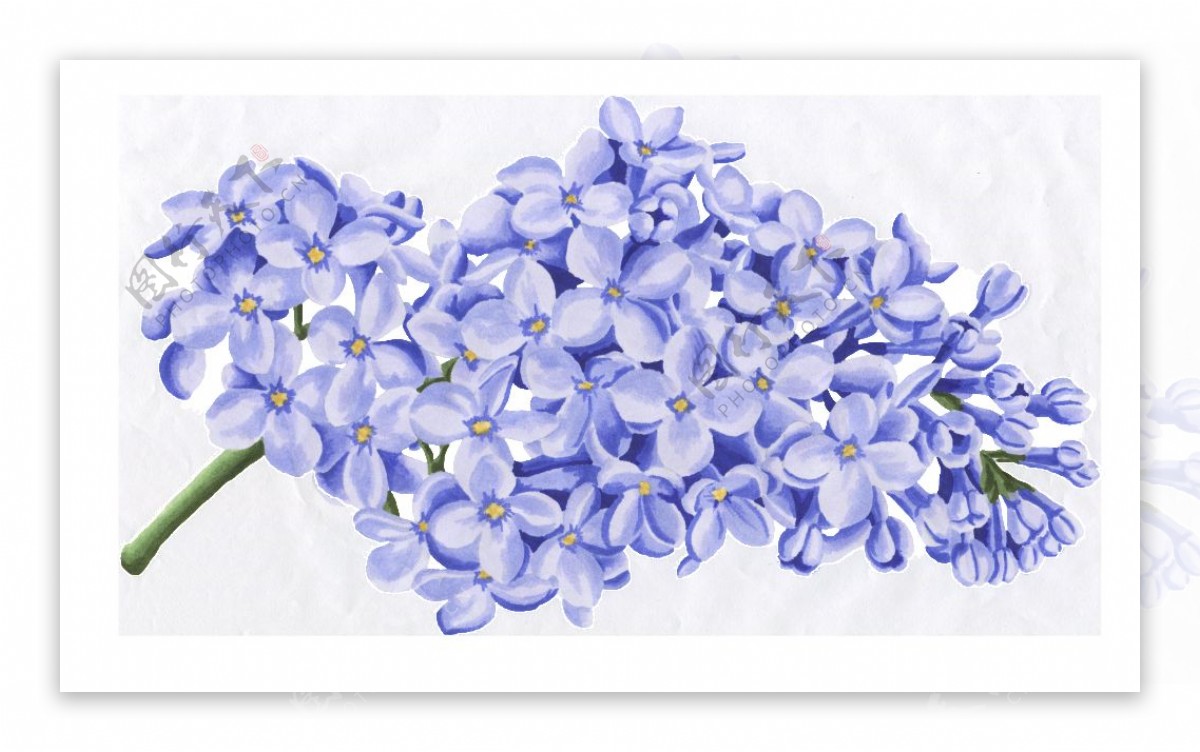 蓝色花朵图片素材