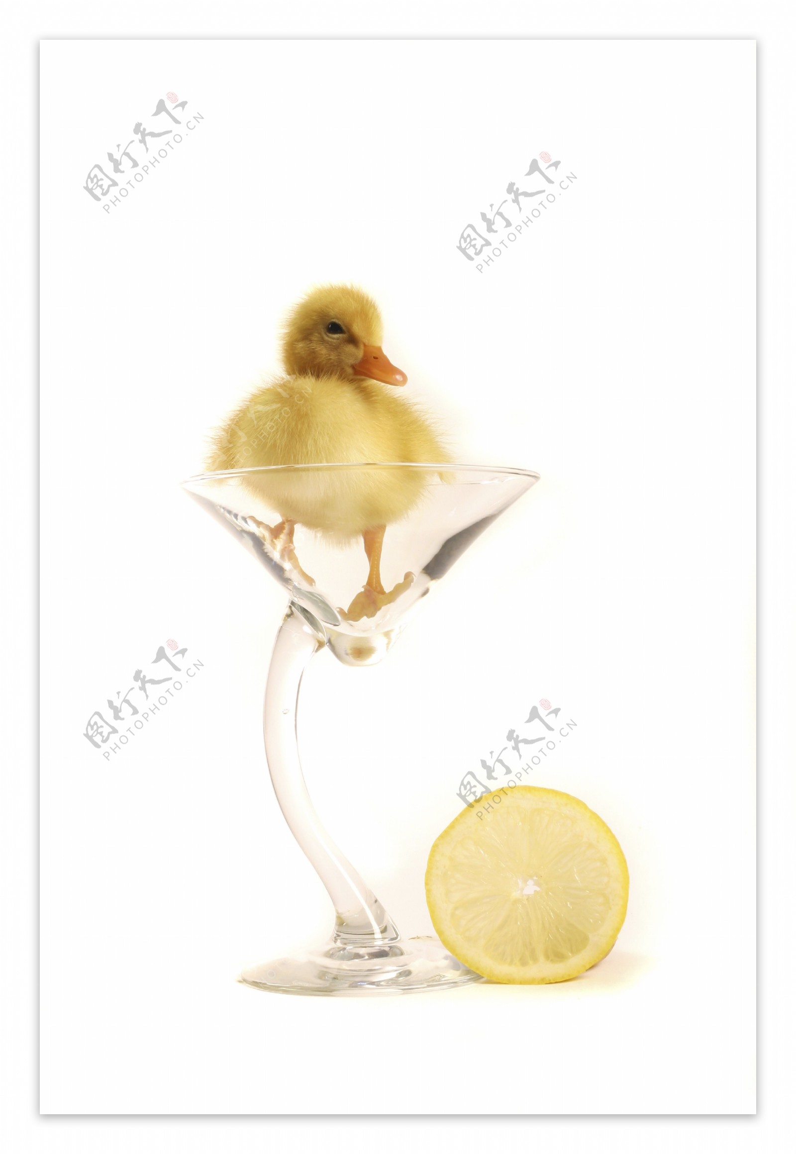 装在杯子里的小鸭子图片