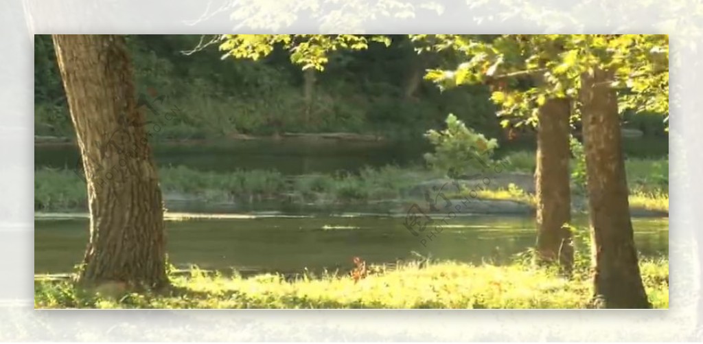 阳光照耀小河流动树叶轻飘延时实拍高清视频素材