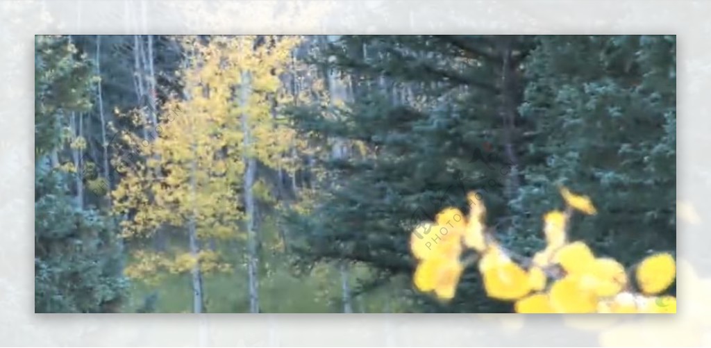 美轮美奂茂密森林自然风景实拍高清视频素材