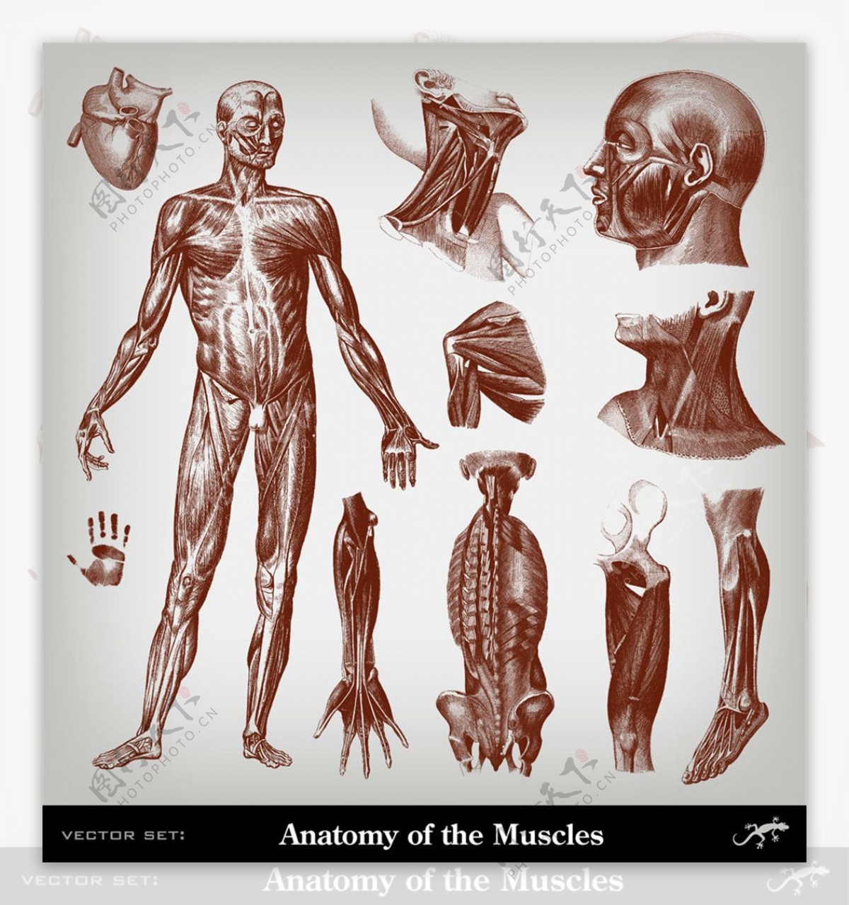 男性肌肉素描图片