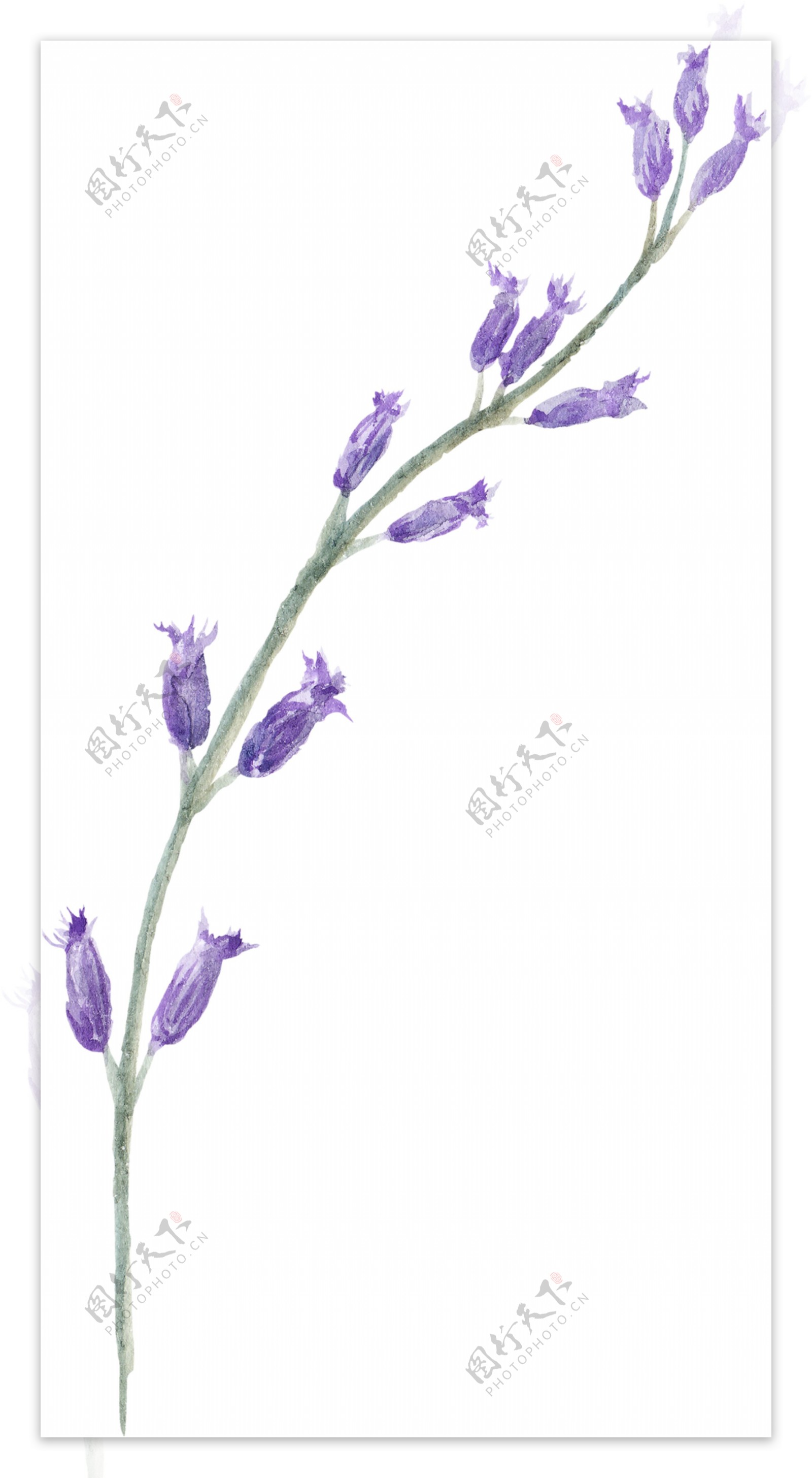 美丽紫色花朵图片素材