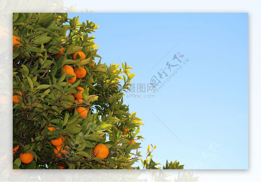 树上的美味柑橘