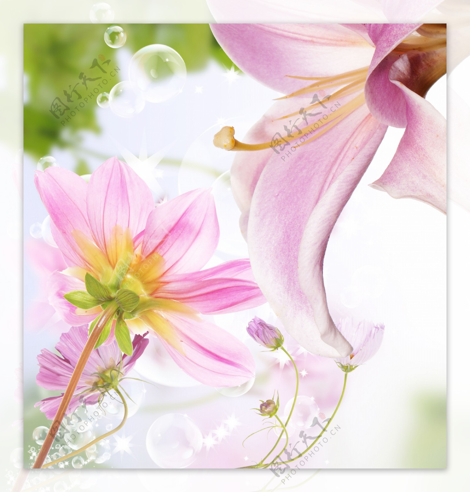 汽泡与粉色花朵图片