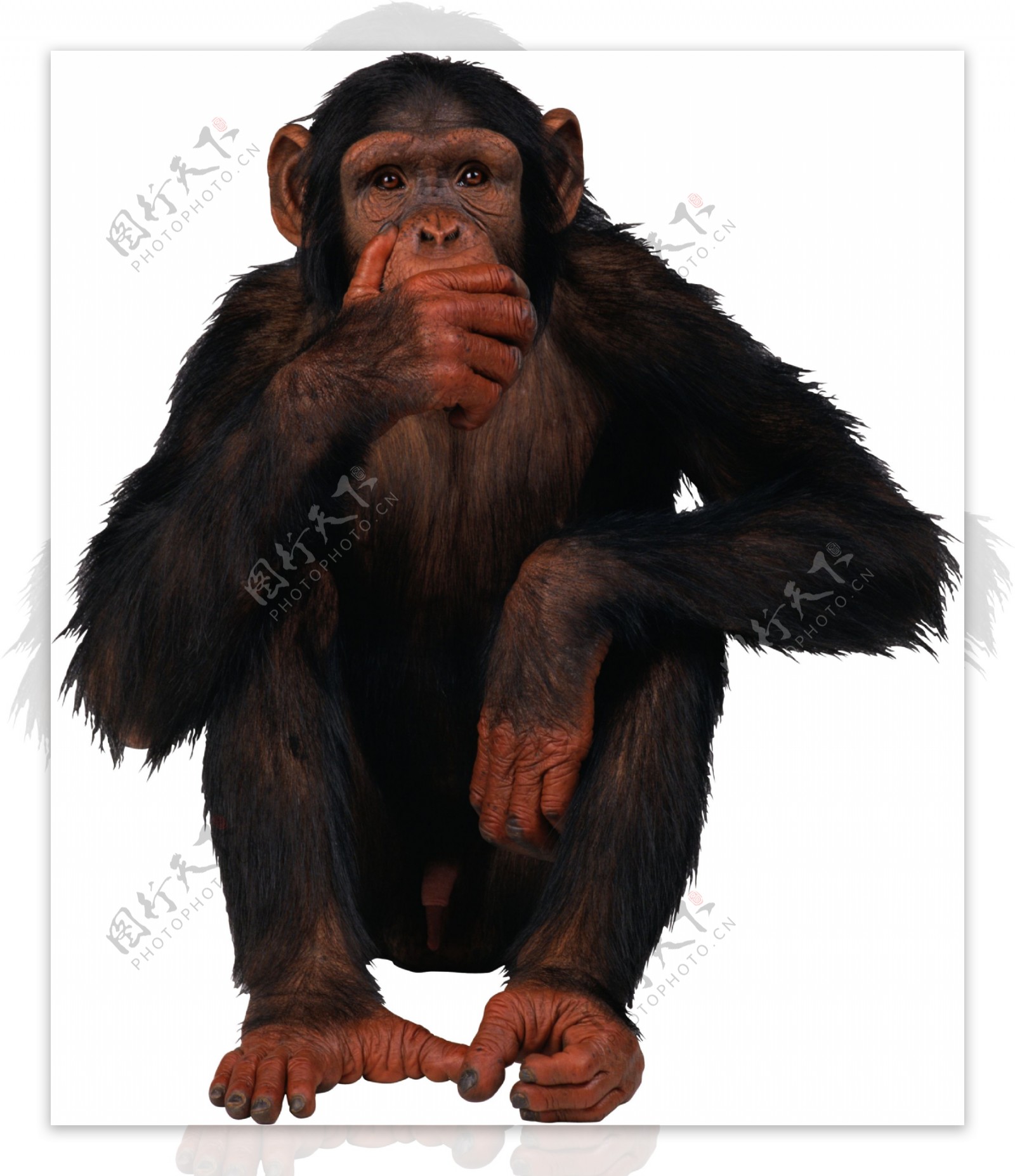 坐着的大猩猩免抠png透明图层素材