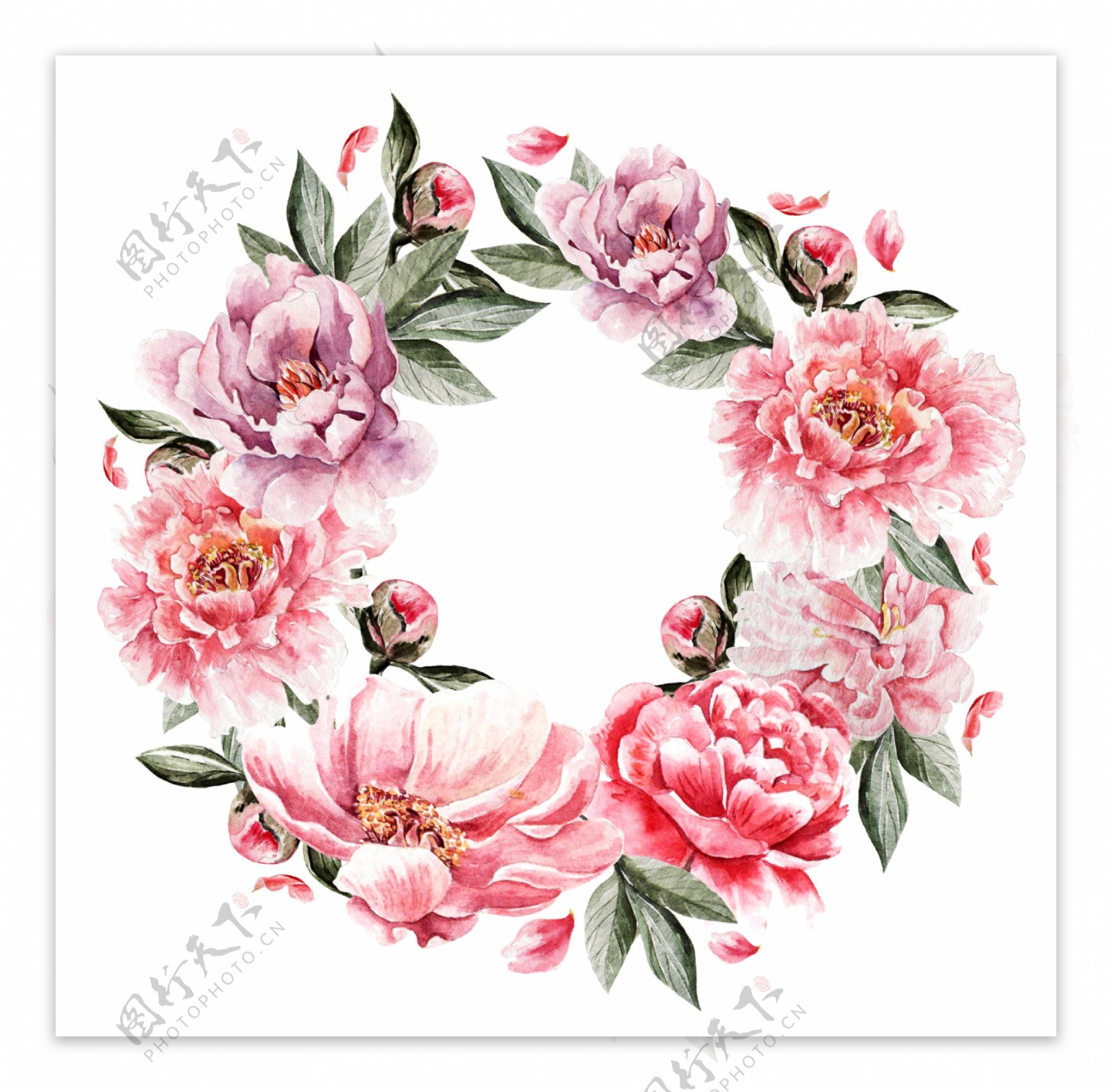 玫瑰粉色花朵图片素材