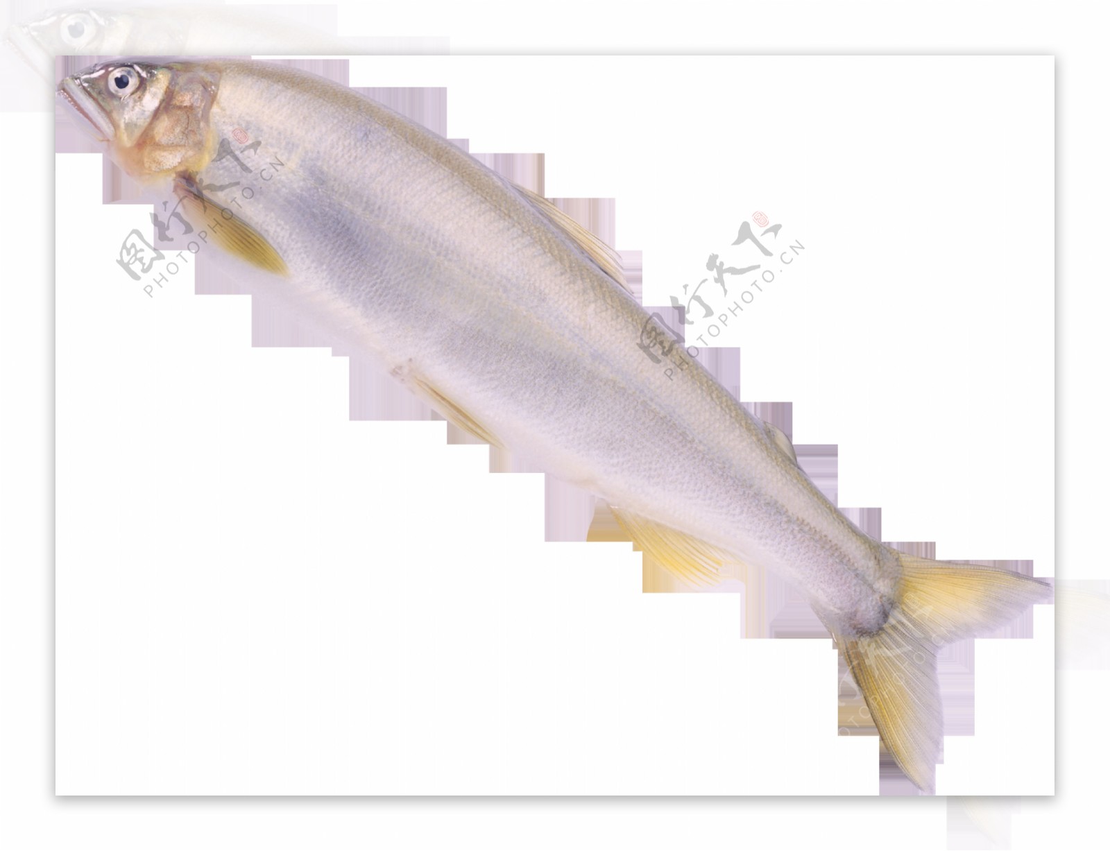 银色海洋鱼类图片免抠png透明图层素材