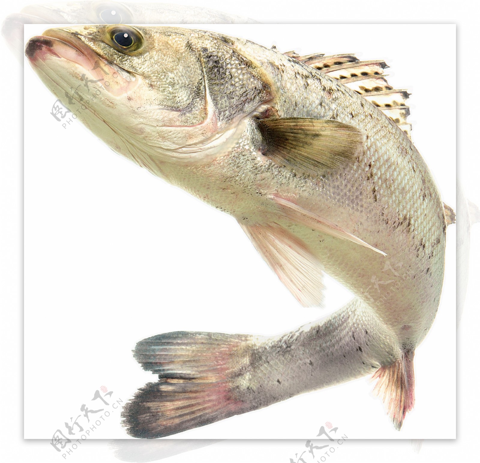 高清鱼类图片免抠png透明图层素材