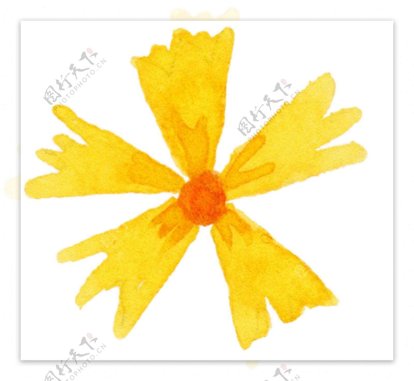 黄色四片花瓣花朵图片素材