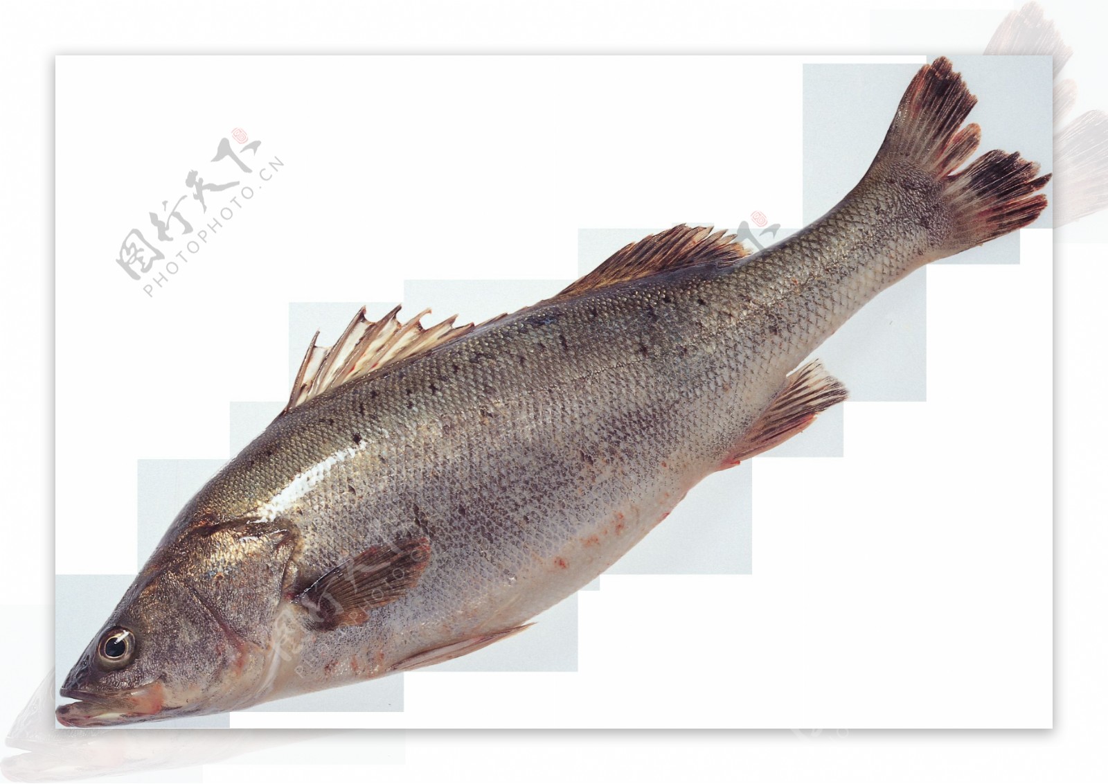 细鳞片鱼类图片免抠png透明图层素材