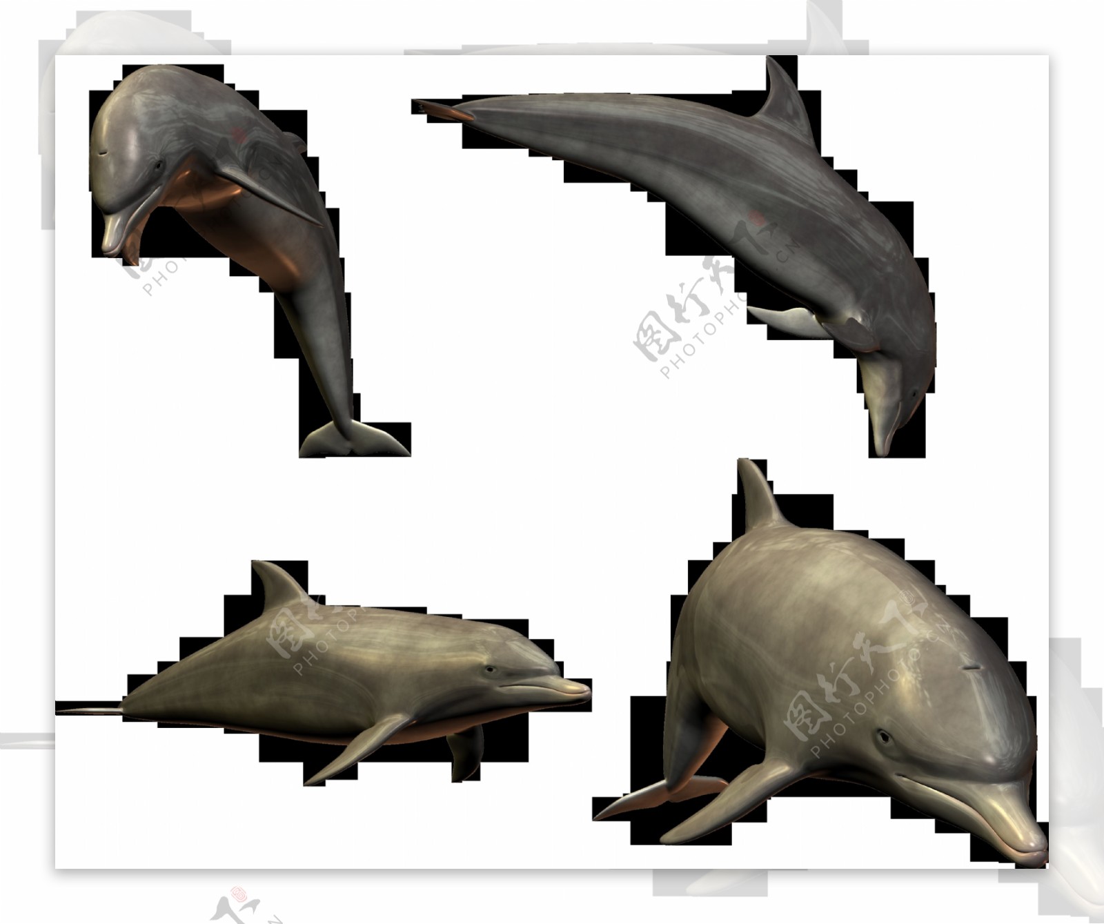 四只海豚图片免抠png透明图层素材